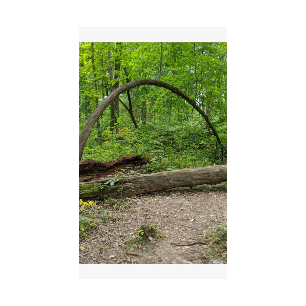 Forest Trail Matte Poster — Green Woodland Nature Photography Wall Art, Hiking Trail Print, 46 Sizes