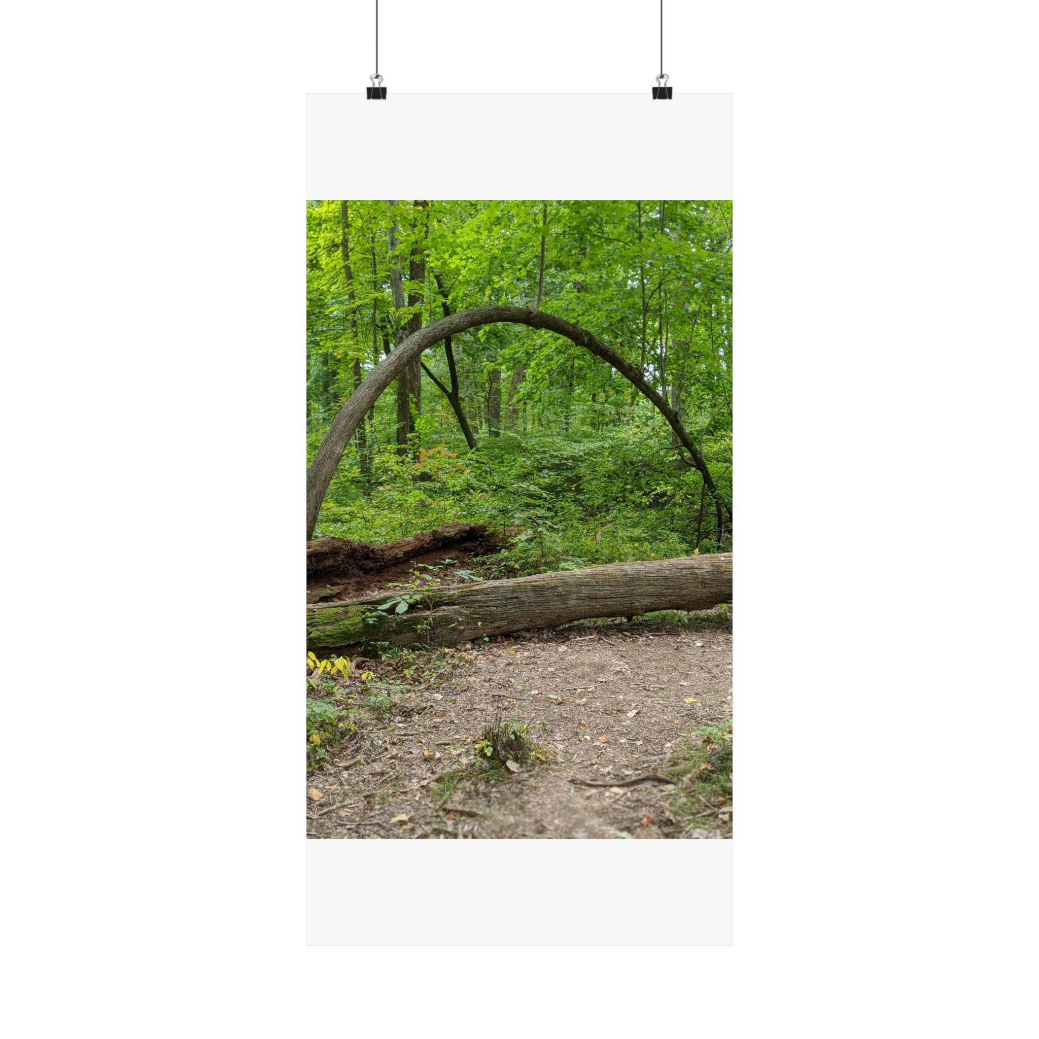 Forest Trail Matte Poster — Green Woodland Nature Photography