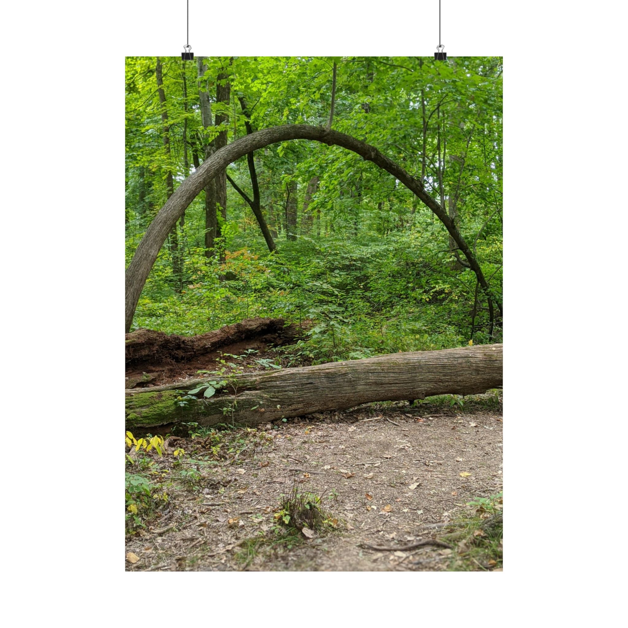 Forest Trail Matte Poster — Green Woodland Nature Photography