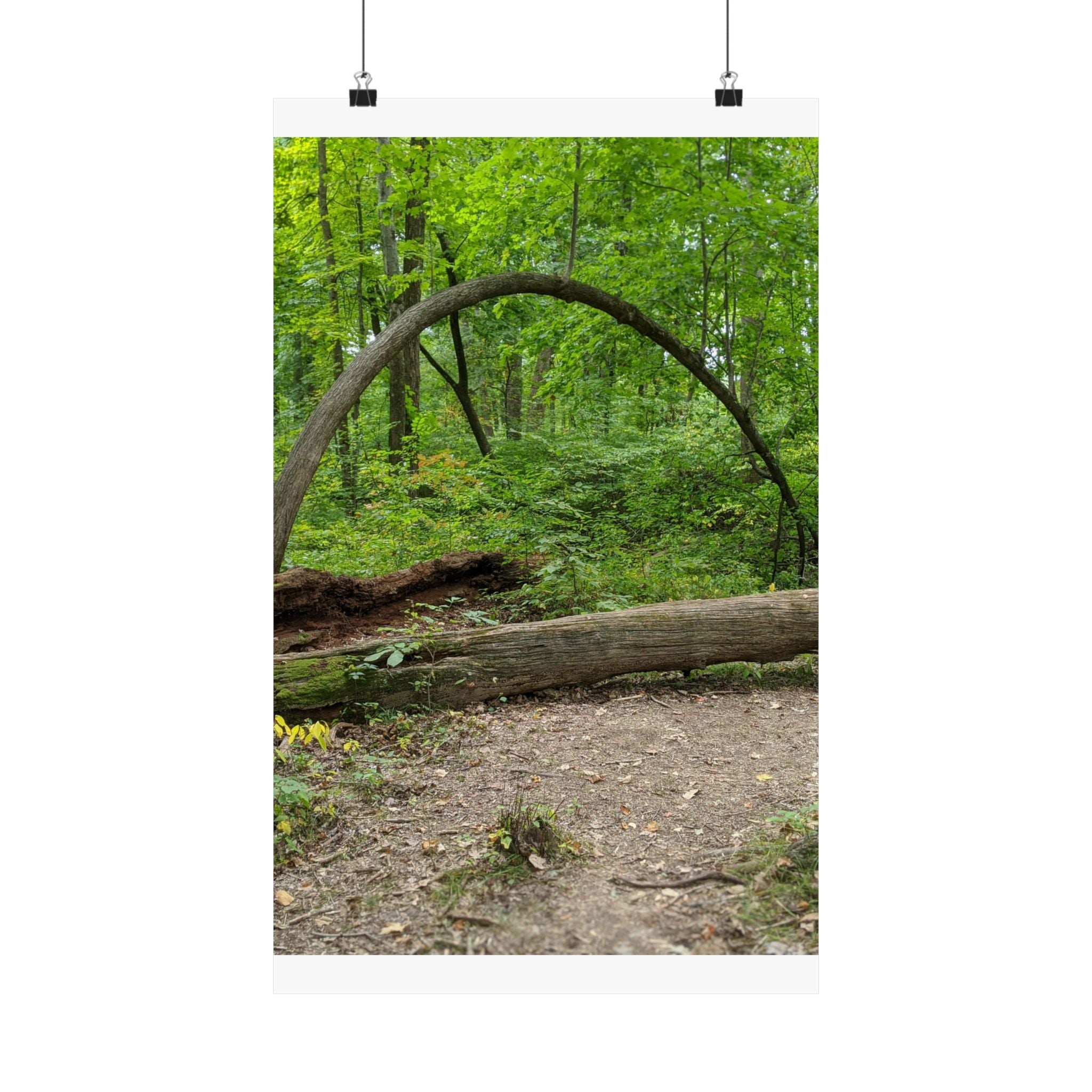 Forest Trail Matte Poster — Green Woodland Nature Photography