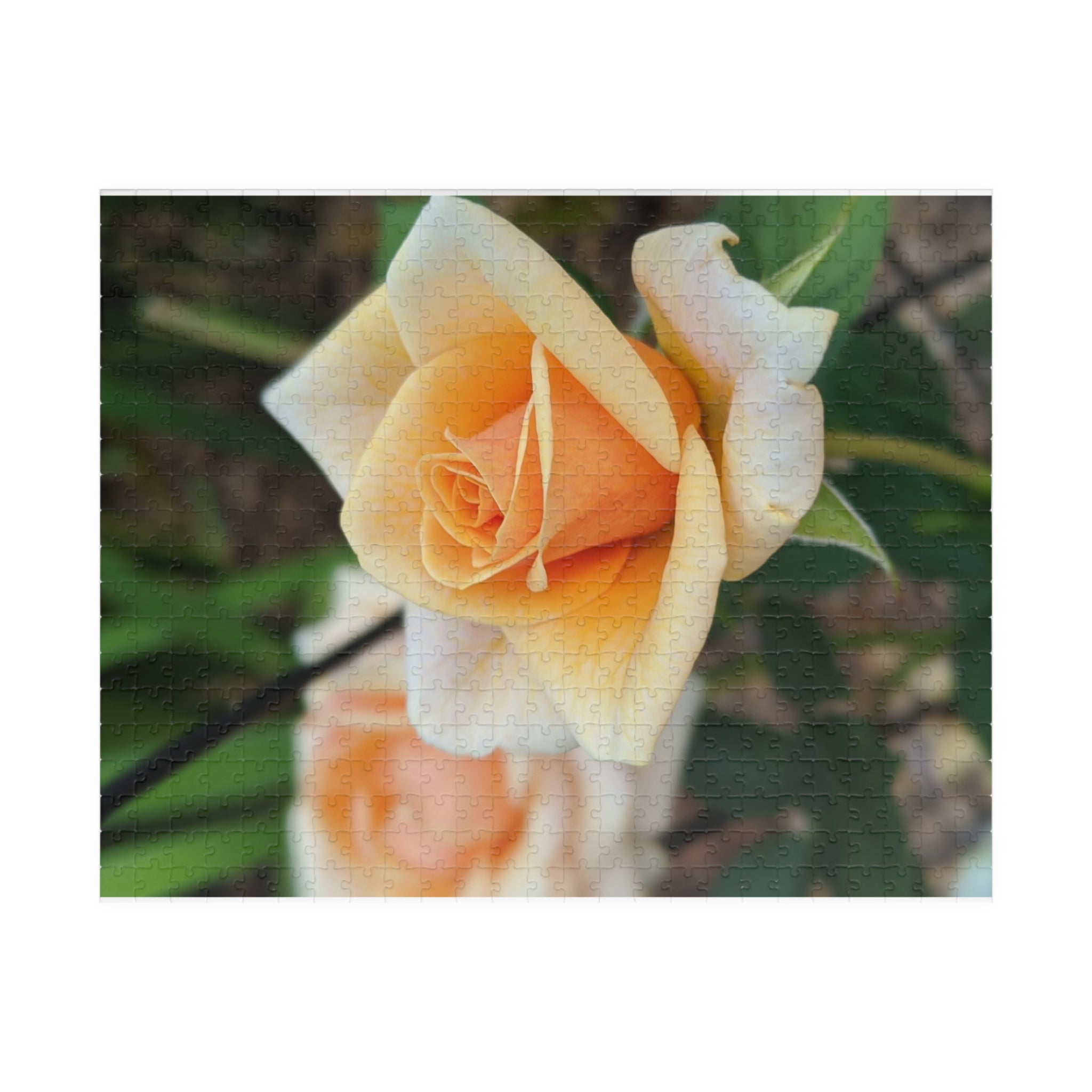 Peach Rose Photo Jigsaw Puzzle — Wildlife & Floral Photography Gift Set (110, 252, 520, 1014-piece)