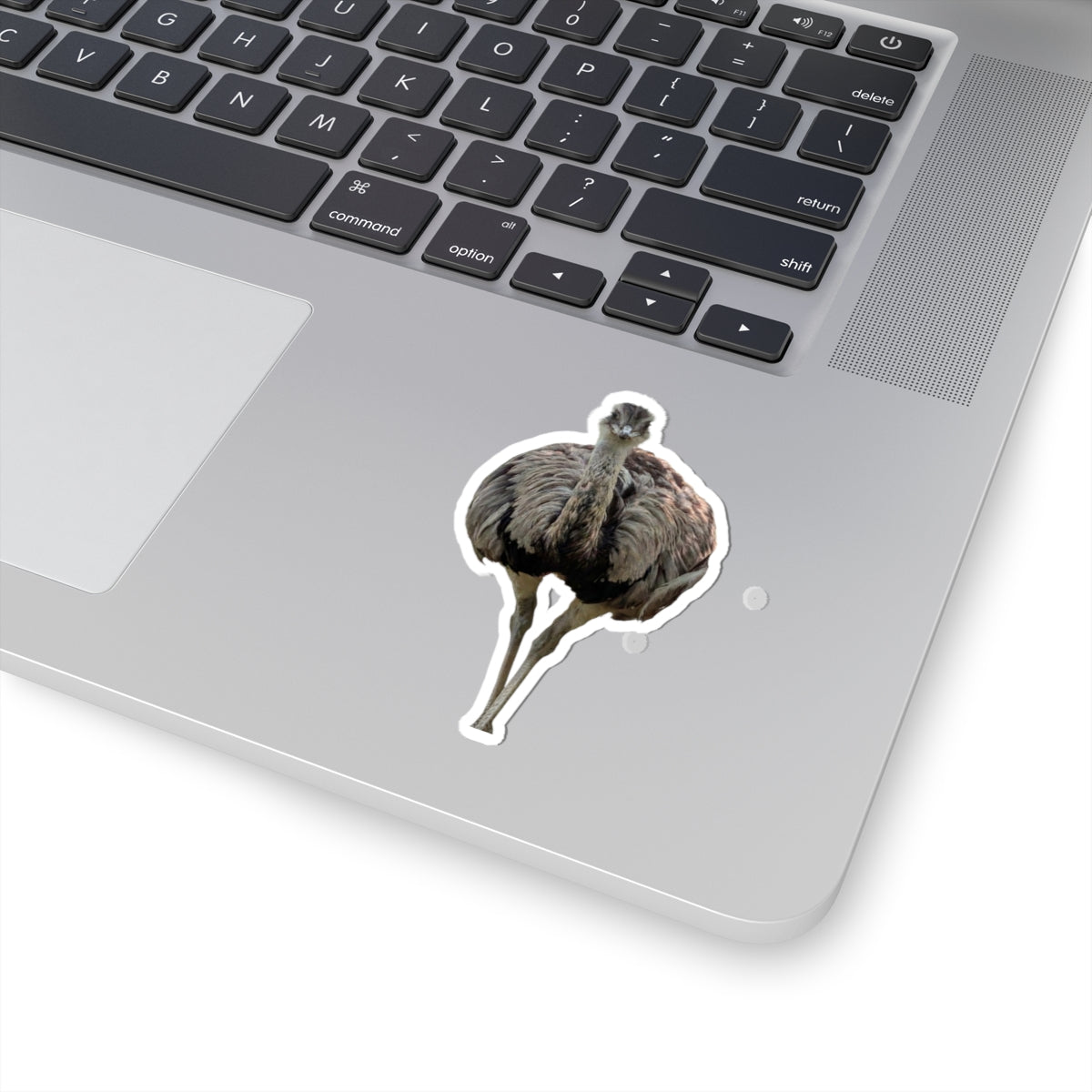 Ostrich Kiss-Cut Sticker — Realistic Bird Nature Photo Decal, Laptop Water Bottle Sticker, Bird Lover Gift
