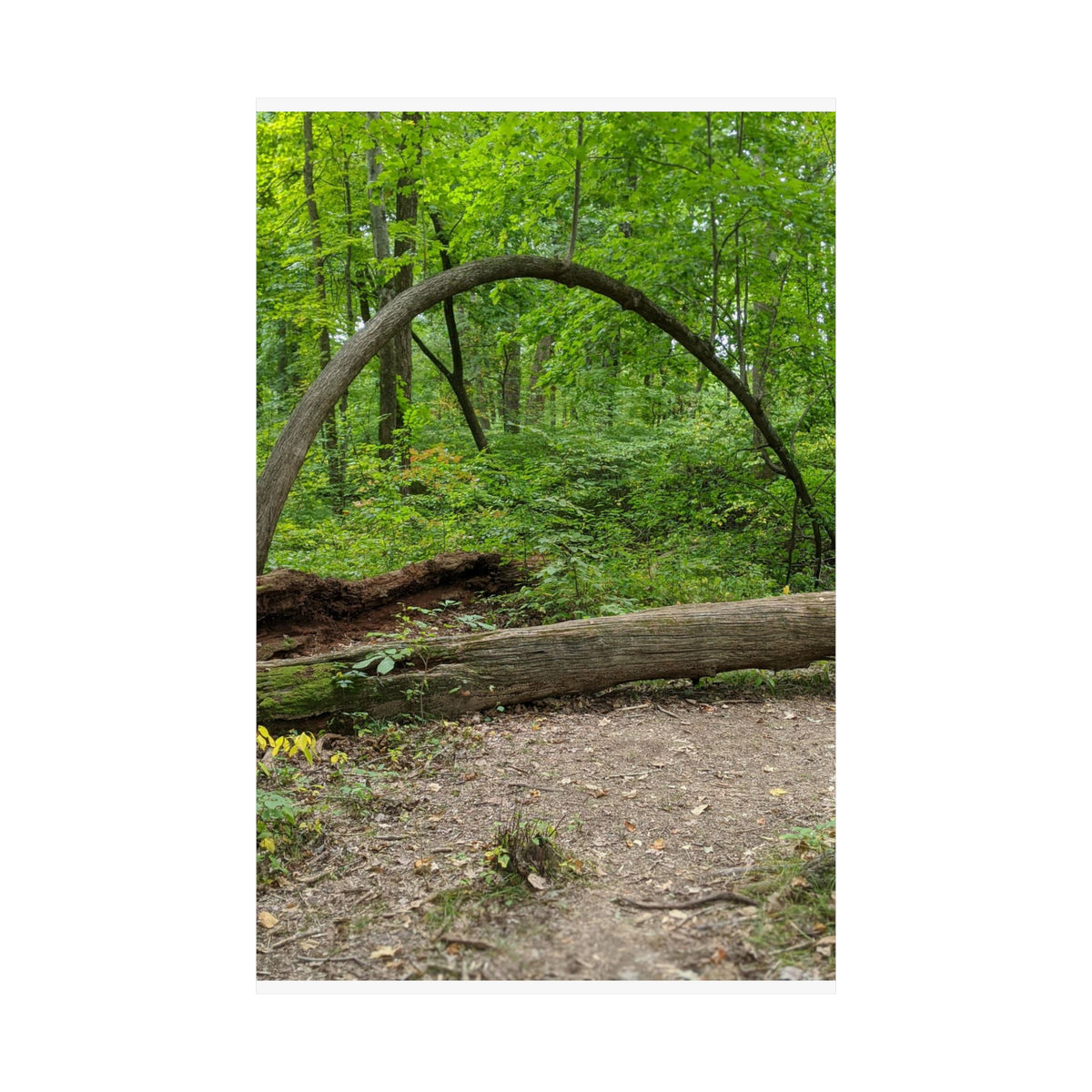 Forest Trail Matte Poster — Green Woodland Nature Photography Wall Art, Hiking Trail Print, 46 Sizes