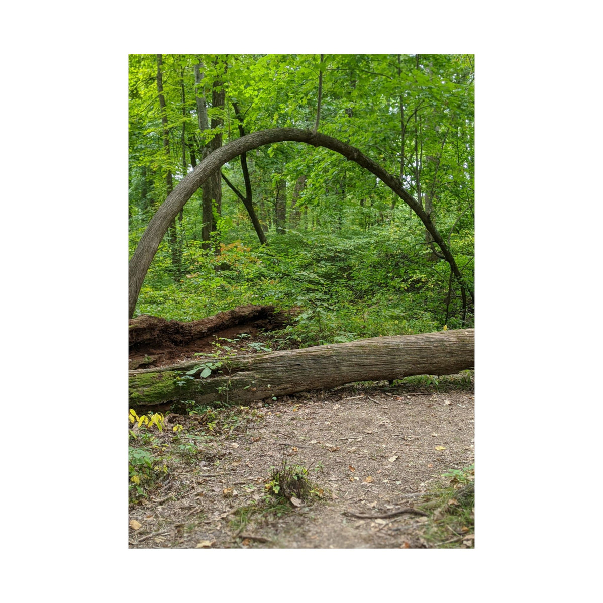 Forest Trail Matte Poster — Green Woodland Nature Photography Wall Art, Hiking Trail Print, 46 Sizes