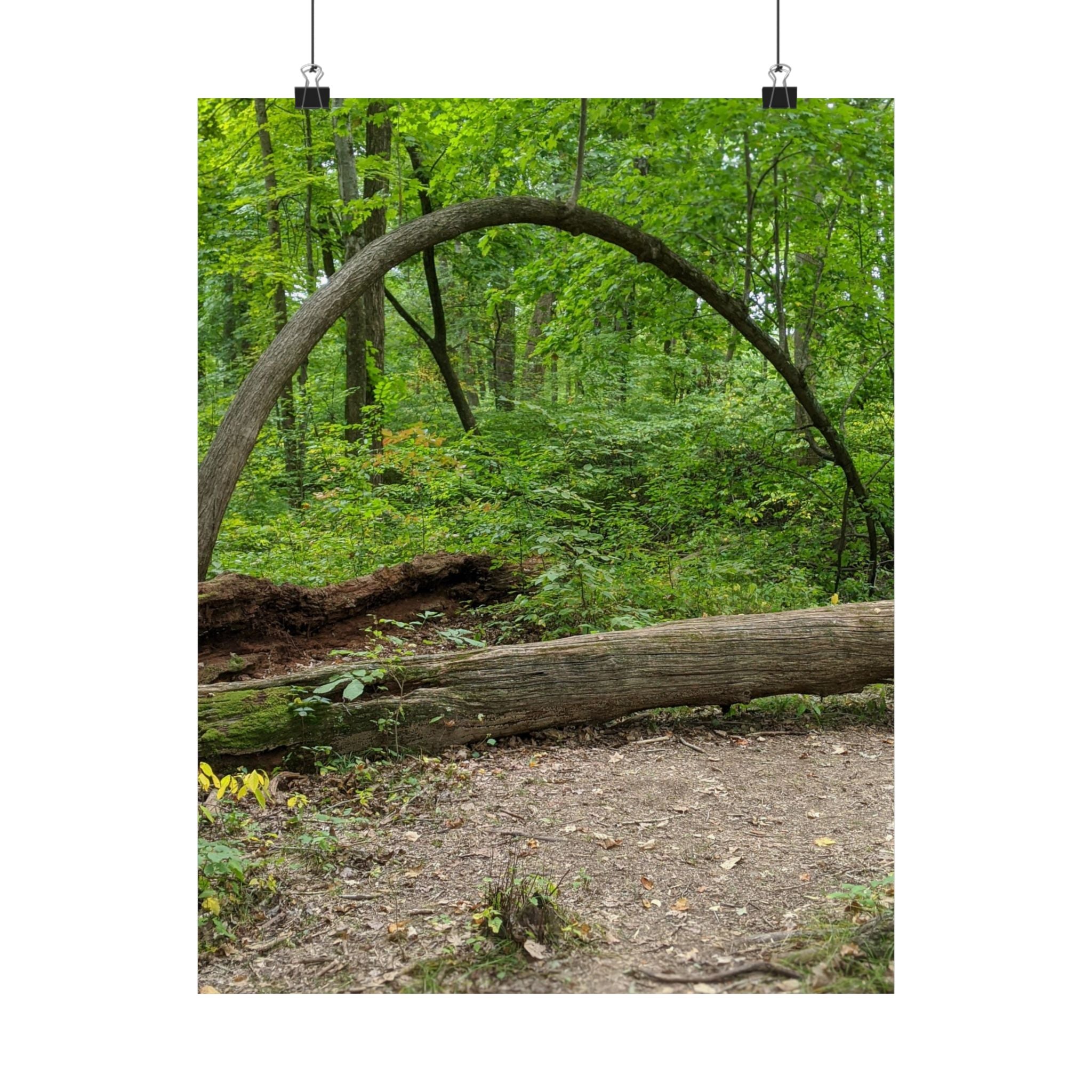 Forest Trail Matte Poster — Green Woodland Nature Photography