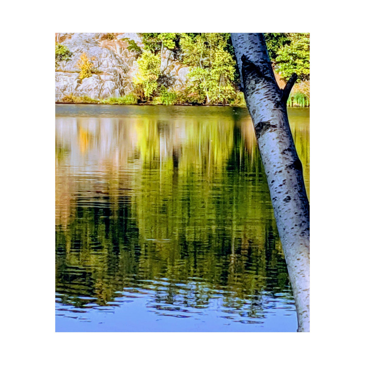 Birch Lake Reflection Matte Poster — Nature Photography Wall Art, Woodland Landscape Print, 46 Sizes