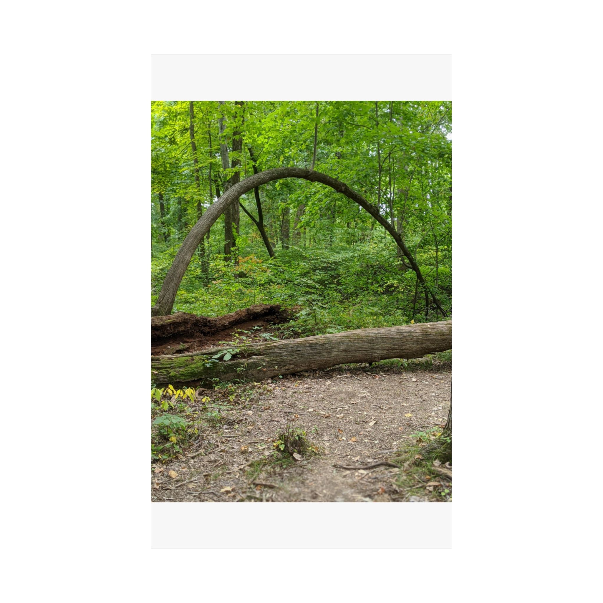 Forest Trail Matte Poster — Green Woodland Nature Photography