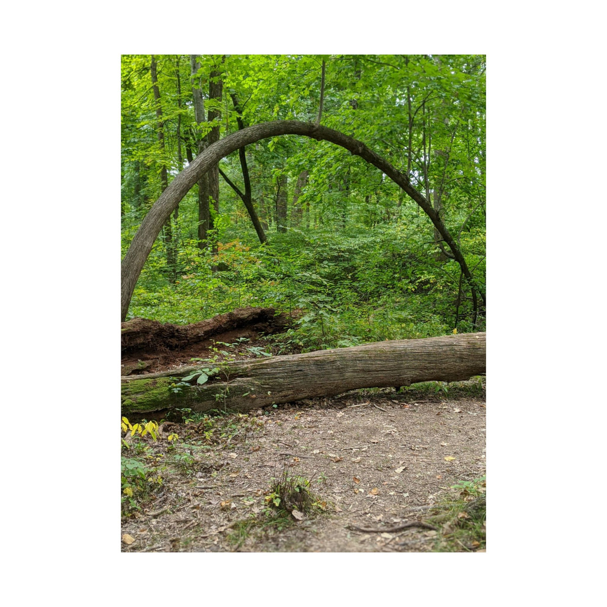 Forest Trail Matte Poster — Green Woodland Nature Photography Wall Art, Hiking Trail Print, 46 Sizes
