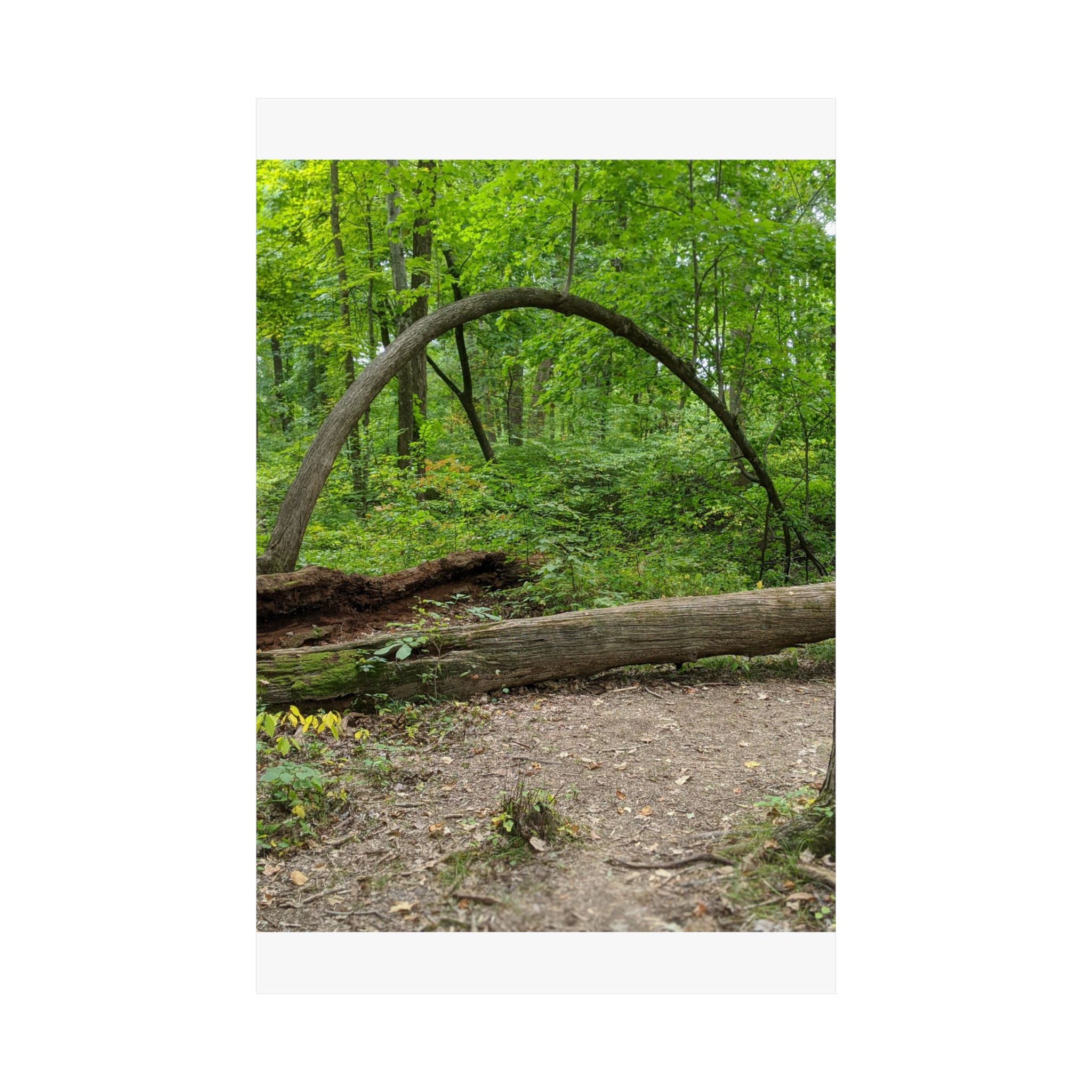 Forest Trail Matte Poster — Green Woodland Nature Photography