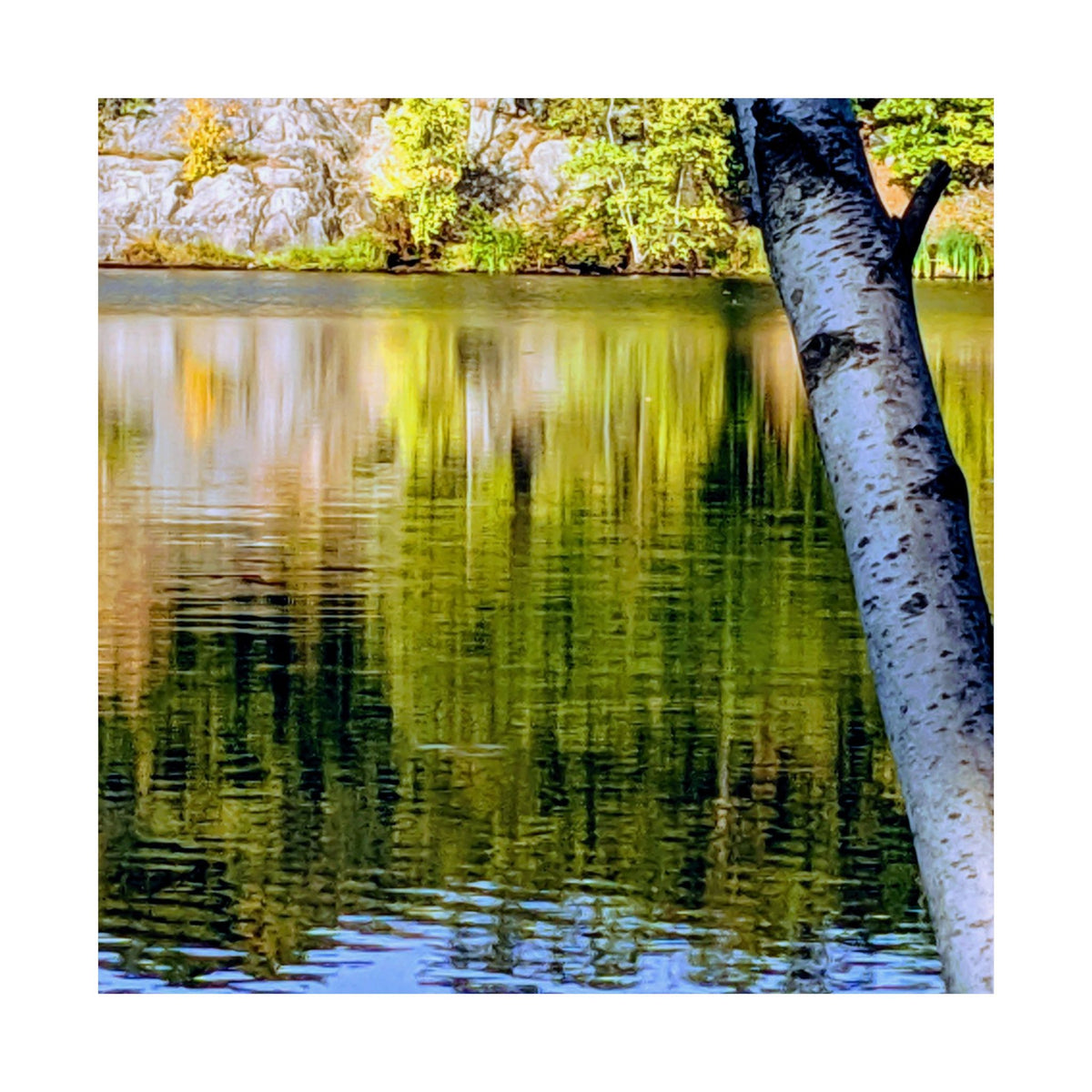 Birch Lake Reflection Matte Poster — Nature Photography Wall Art, Woodland Landscape Print, 46 Sizes