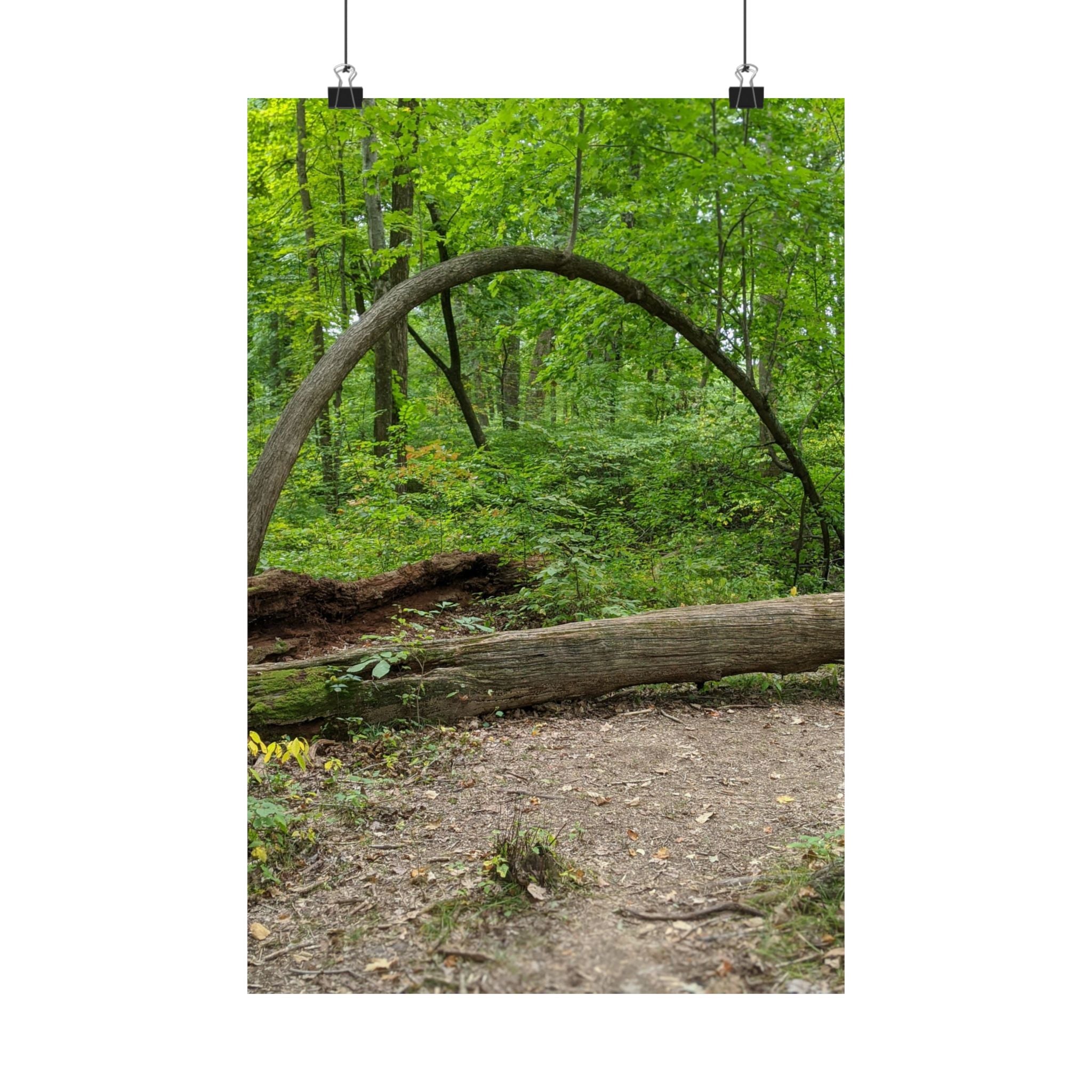 Forest Trail Matte Poster — Green Woodland Nature Photography