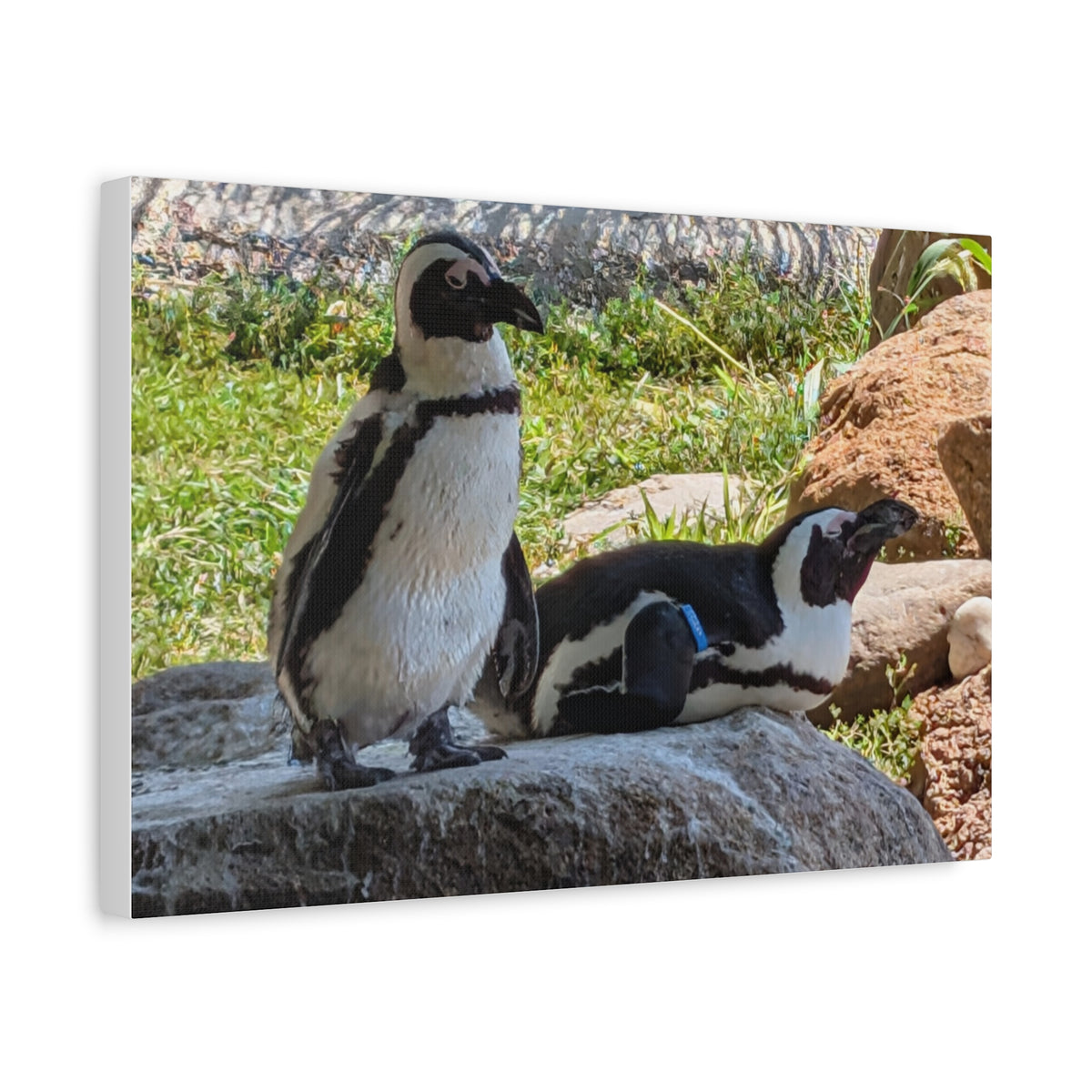 Penguin Pair Matte Canvas Print (Stretched 1.25")