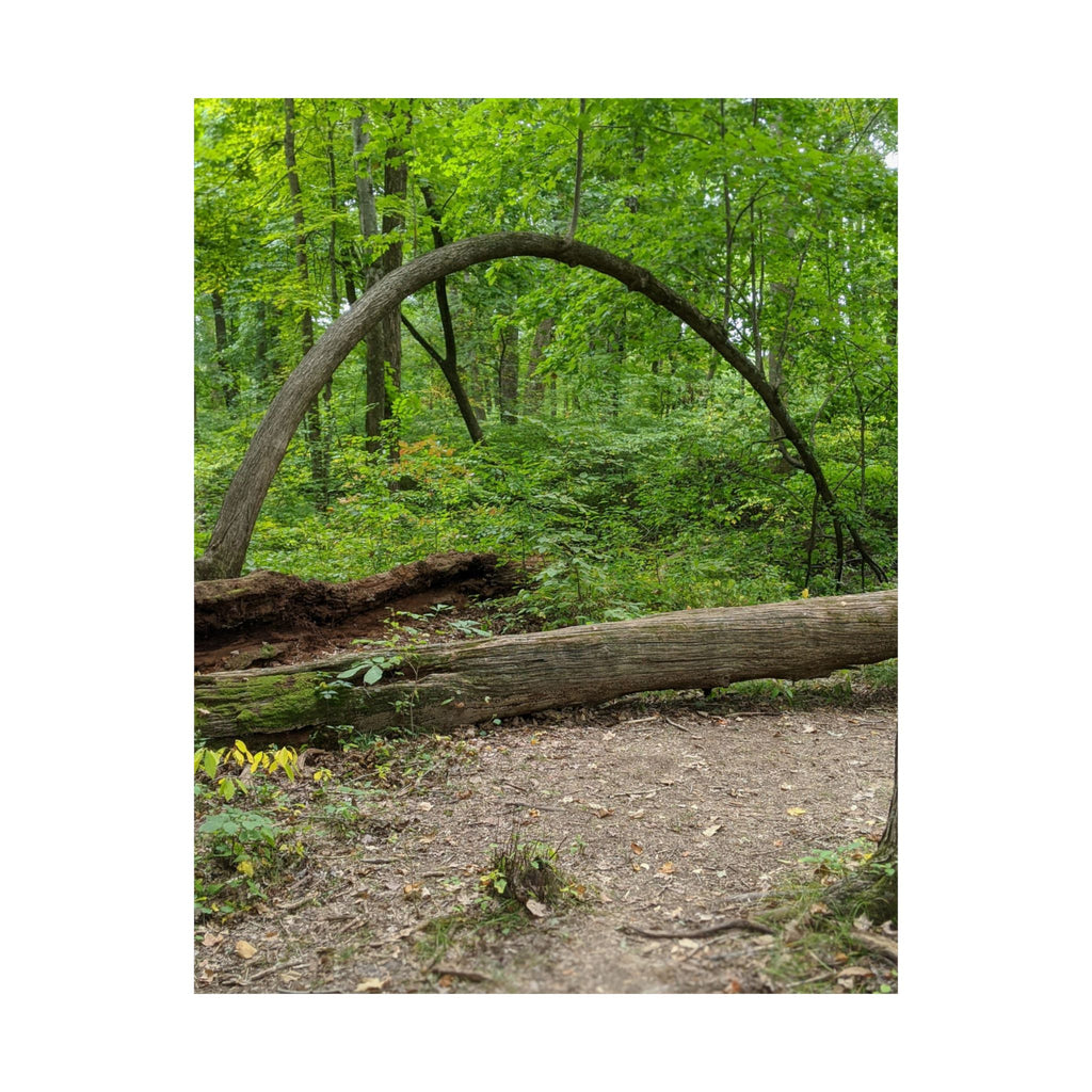 Forest Trail Matte Poster — Green Woodland Nature Photography