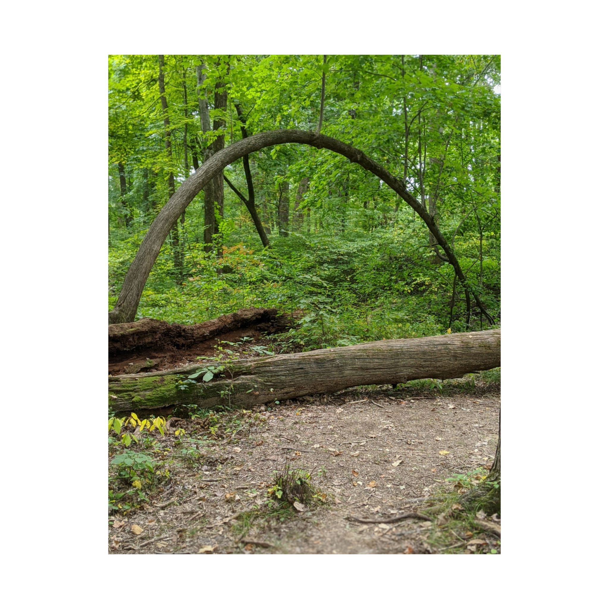 Forest Trail Matte Poster — Green Woodland Nature Photography