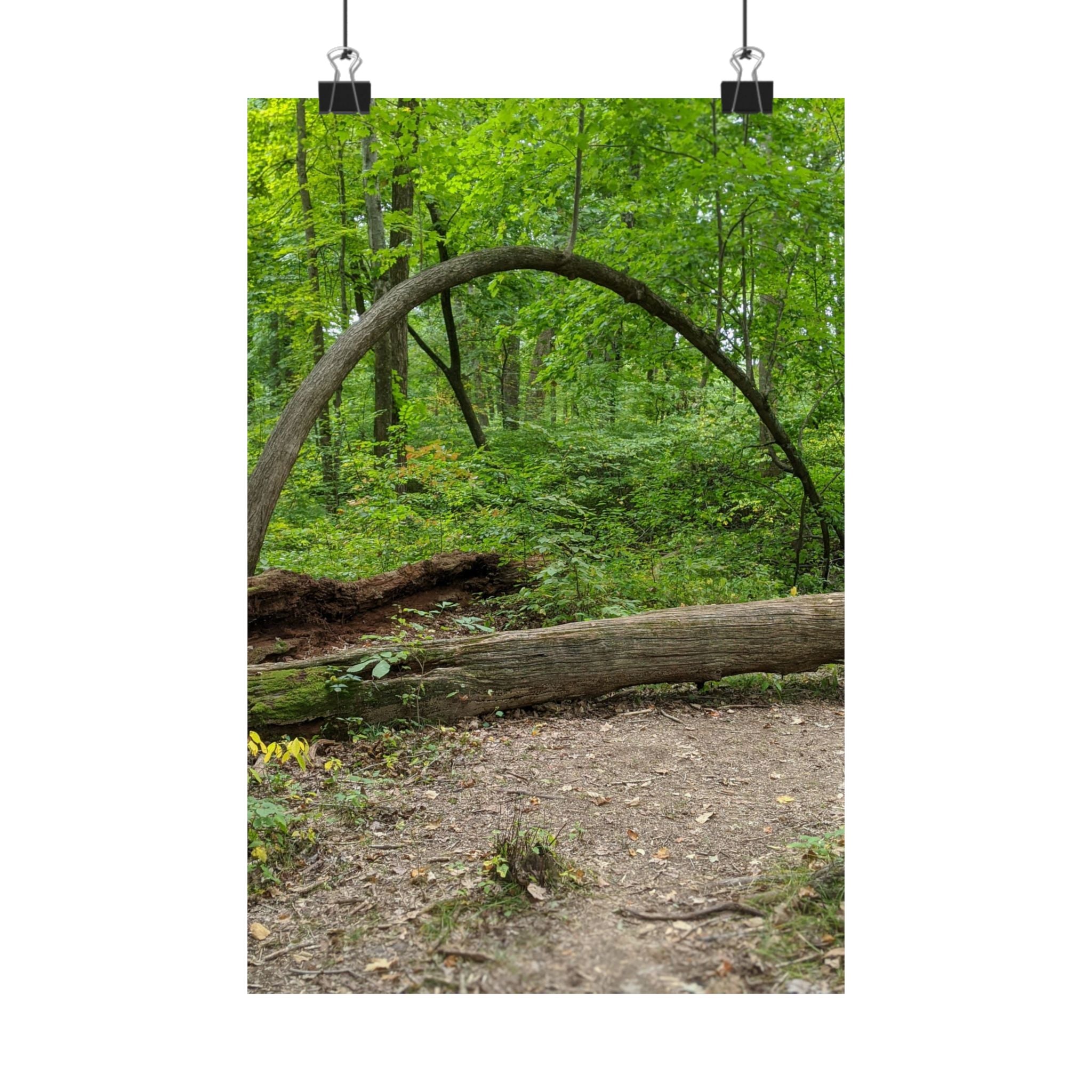 Forest Trail Matte Poster — Green Woodland Nature Photography