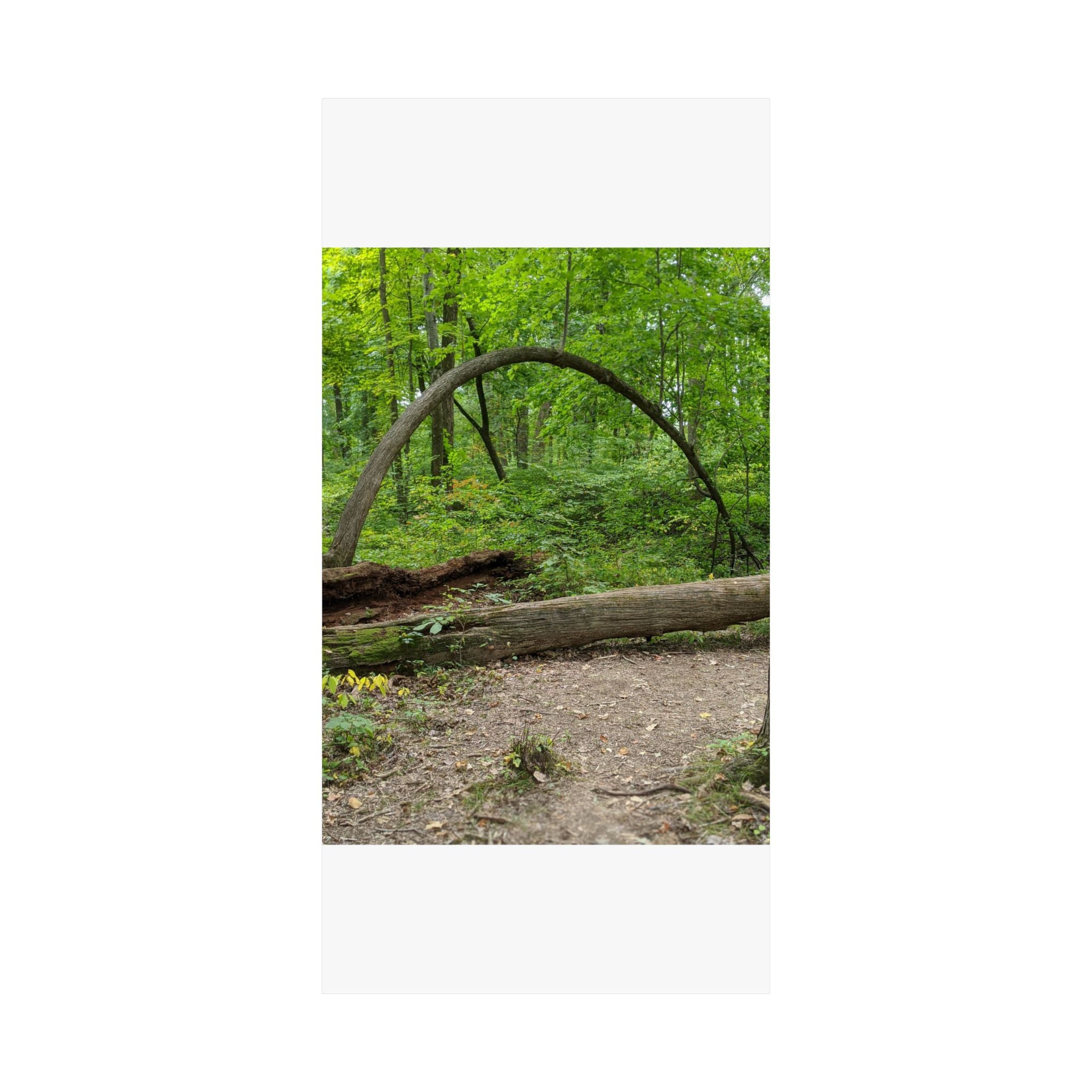 Forest Trail Matte Poster — Green Woodland Nature Photography