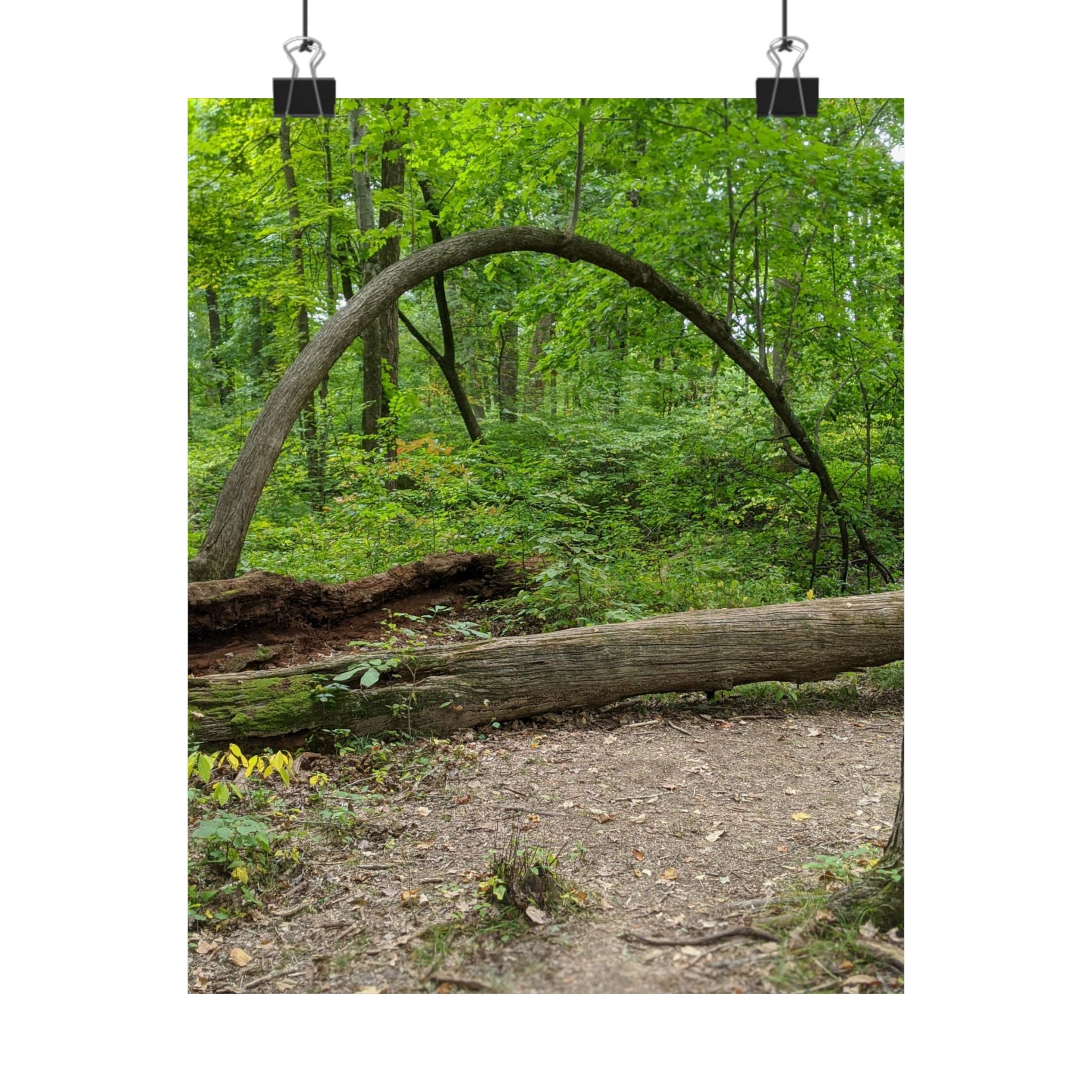 Forest Trail Matte Poster — Green Woodland Nature Photography