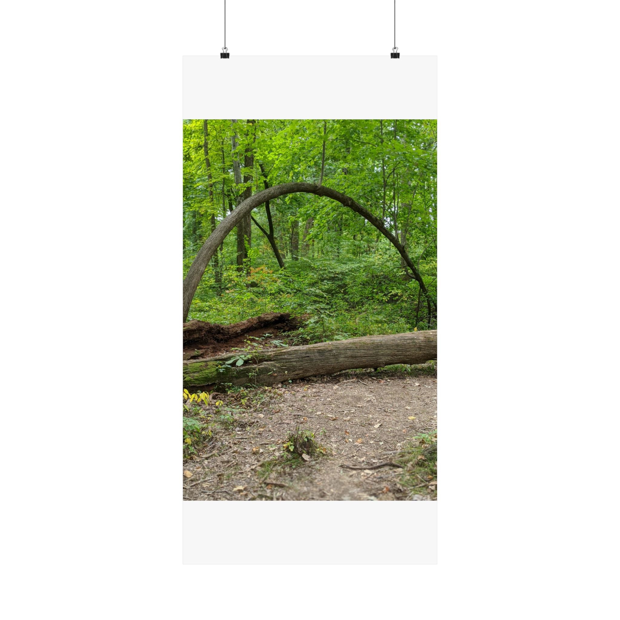 Forest Trail Matte Poster — Green Woodland Nature Photography