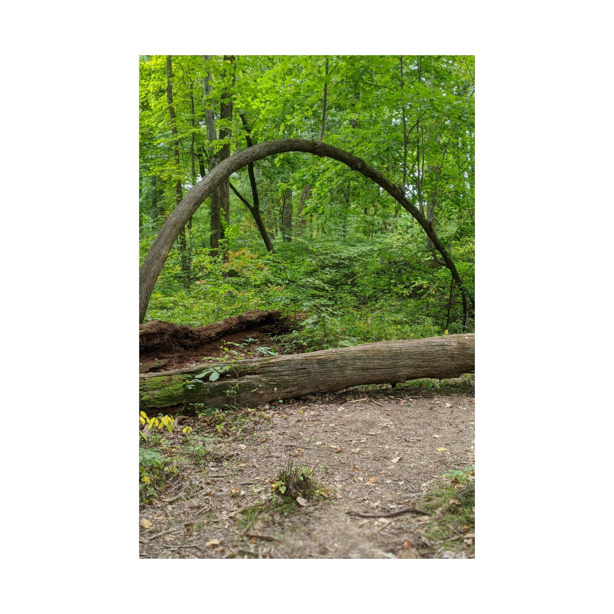 Forest Trail Matte Poster — Green Woodland Nature Photography