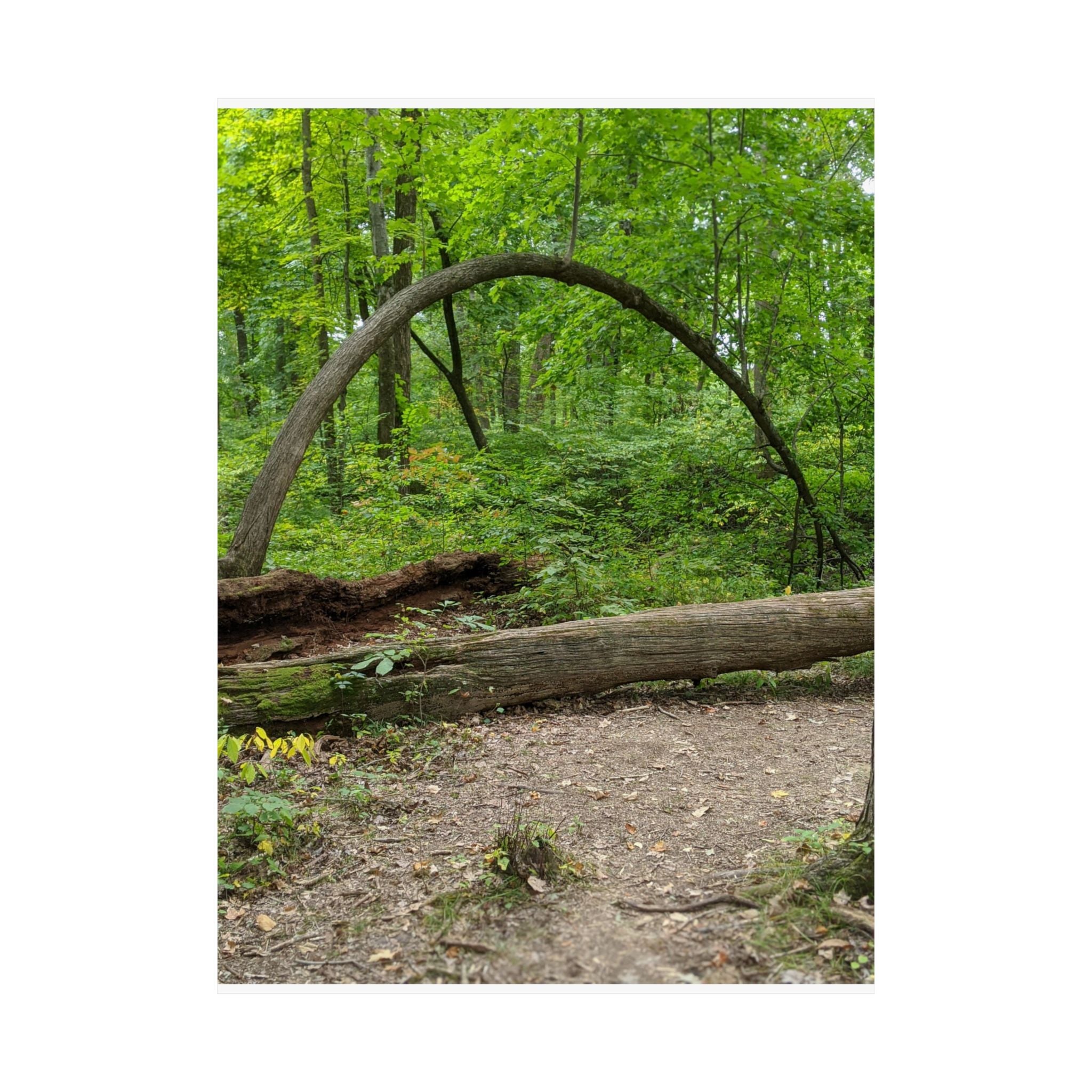 Forest Trail Matte Poster — Green Woodland Nature Photography
