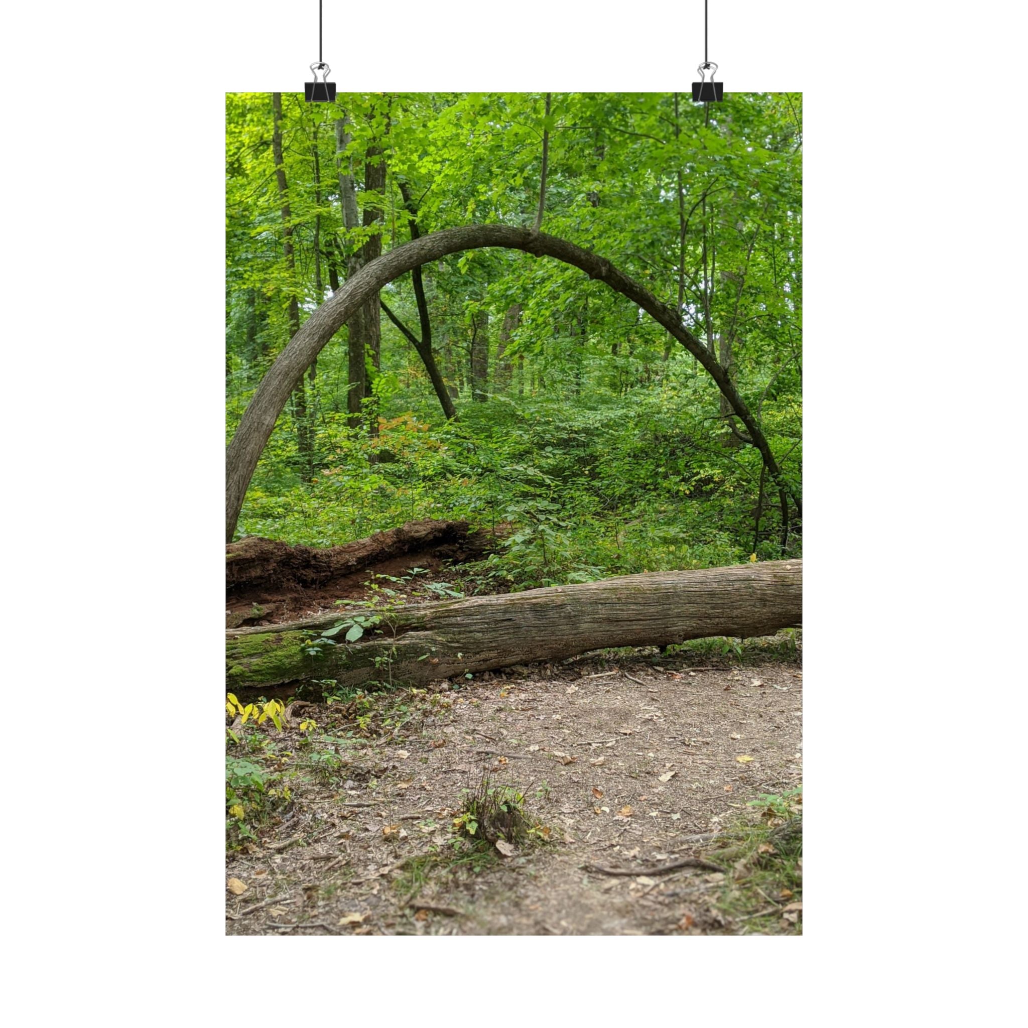 Forest Trail Matte Poster — Green Woodland Nature Photography