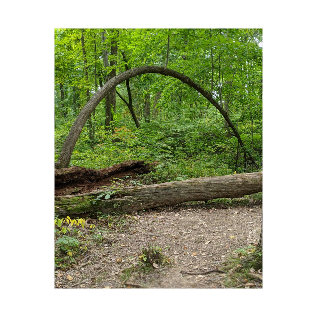 Forest Trail Matte Poster — Green Woodland Nature Photography