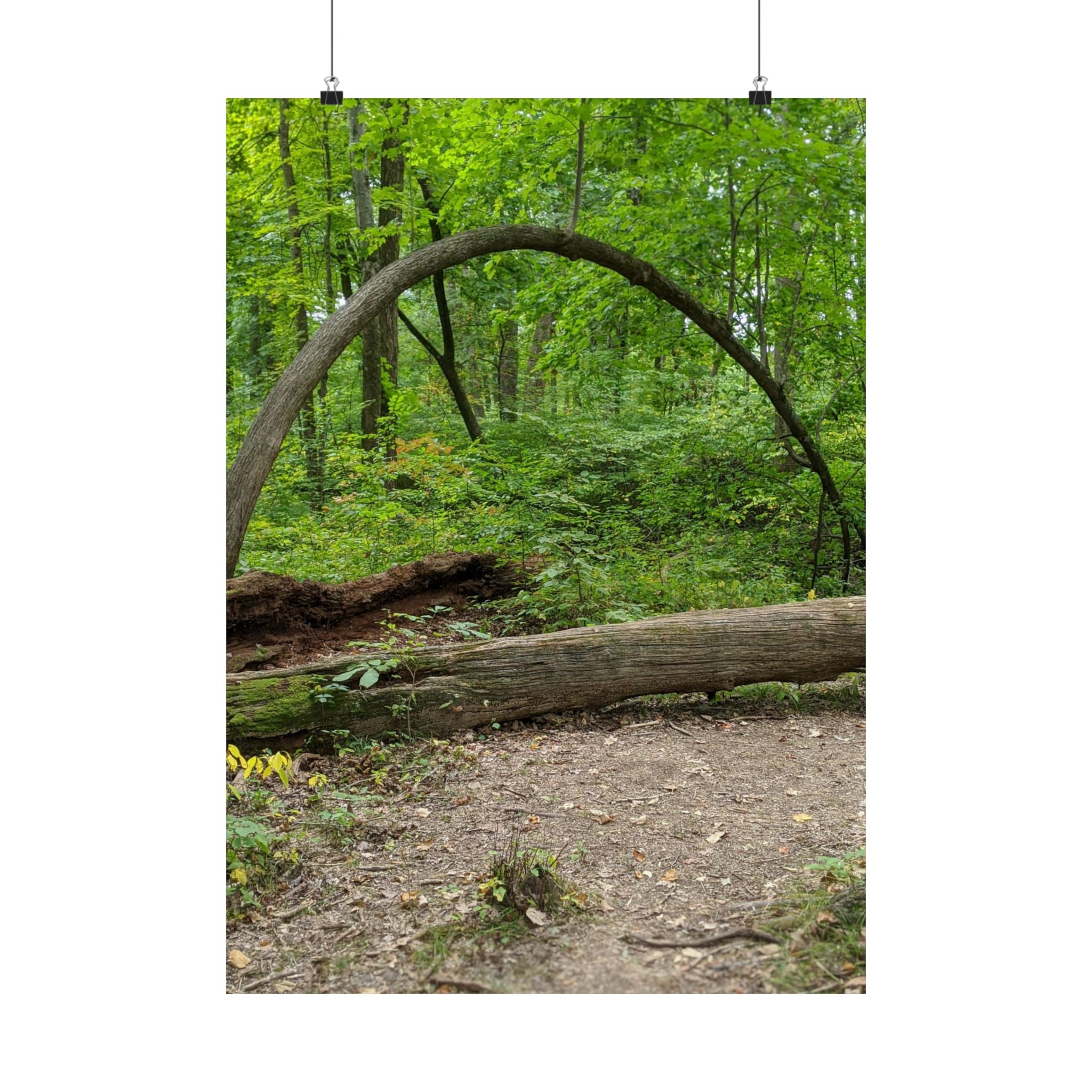 Forest Trail Matte Poster — Green Woodland Nature Photography