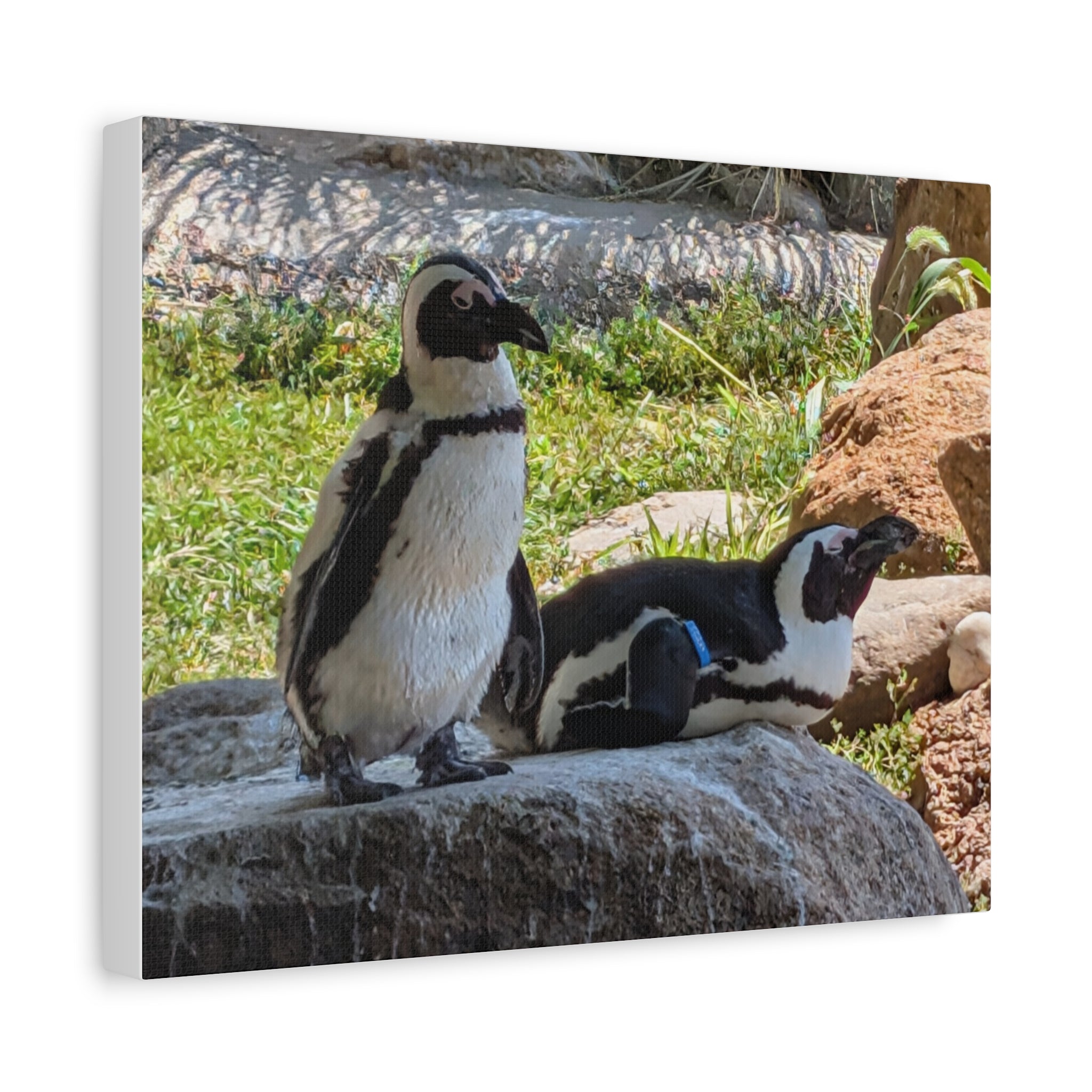 Penguin Pair Matte Canvas Print (Stretched 1.25")