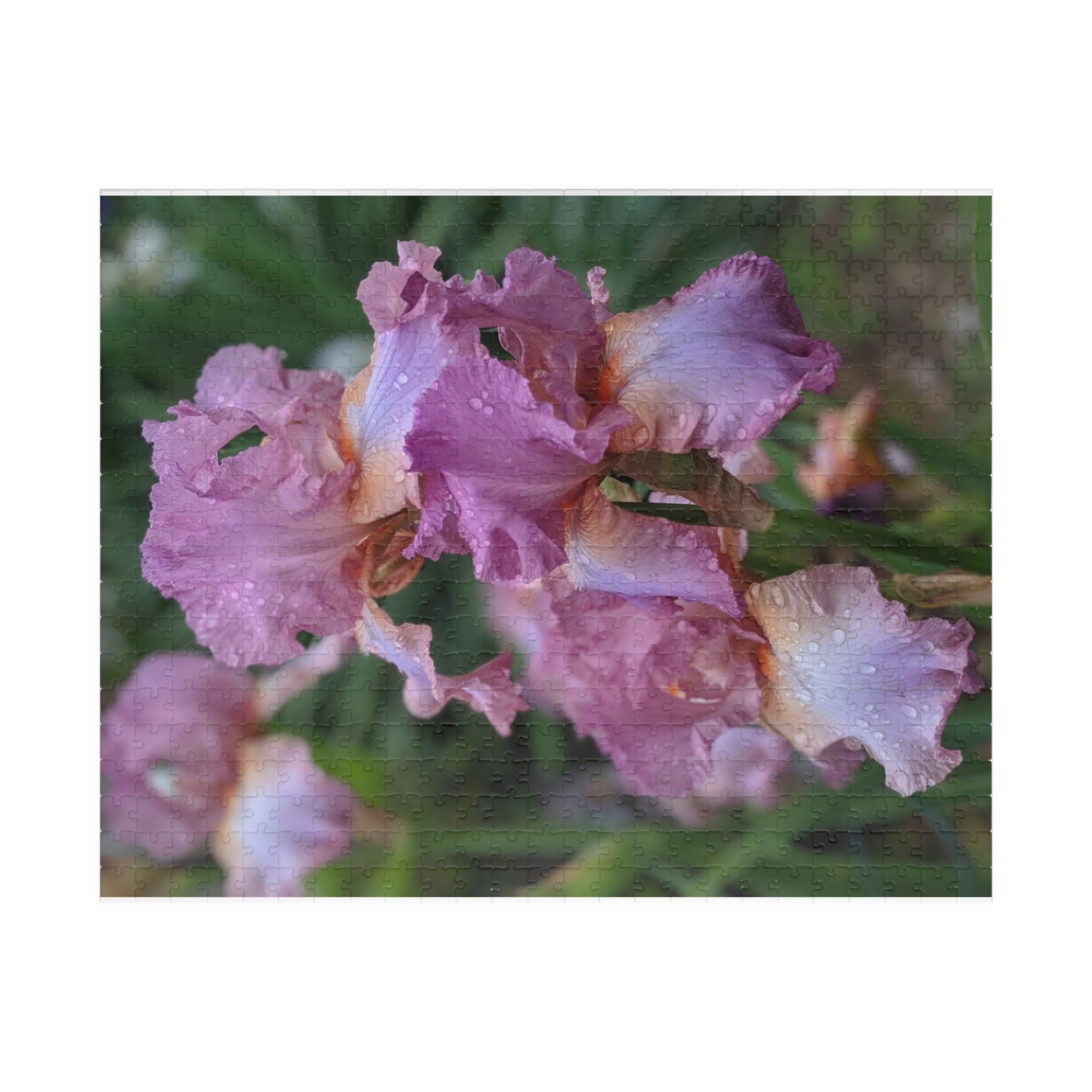 Mauve Iris Nature Photo Jigsaw Puzzle — Wildlife & Floral Photography Gift Set (110, 252, 520, 1014-piece)