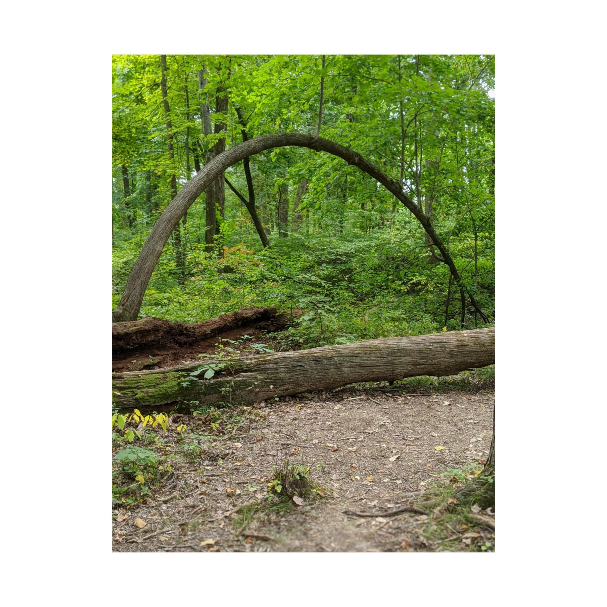 Forest Trail Matte Poster — Green Woodland Nature Photography