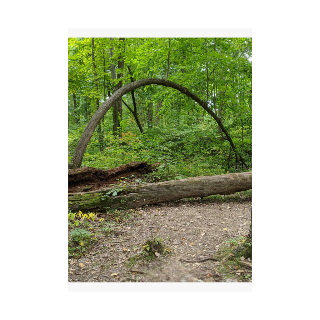 Forest Trail Matte Poster — Green Woodland Nature Photography