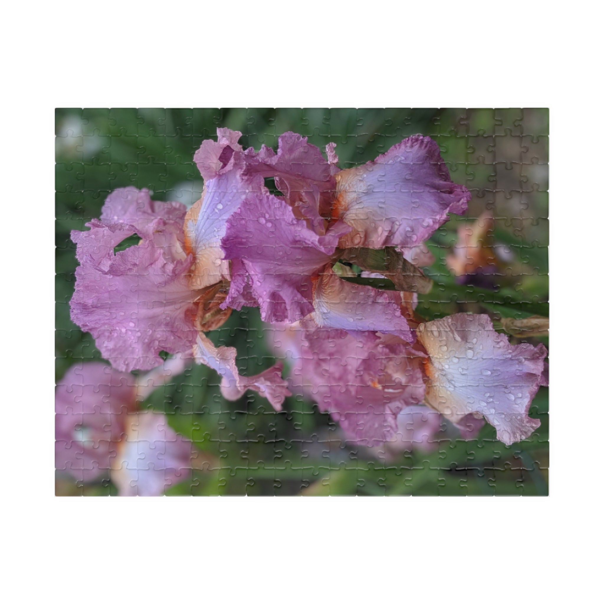 Mauve Iris Nature Photo Jigsaw Puzzle — Wildlife & Floral Photography Gift Set (110, 252, 520, 1014-piece)
