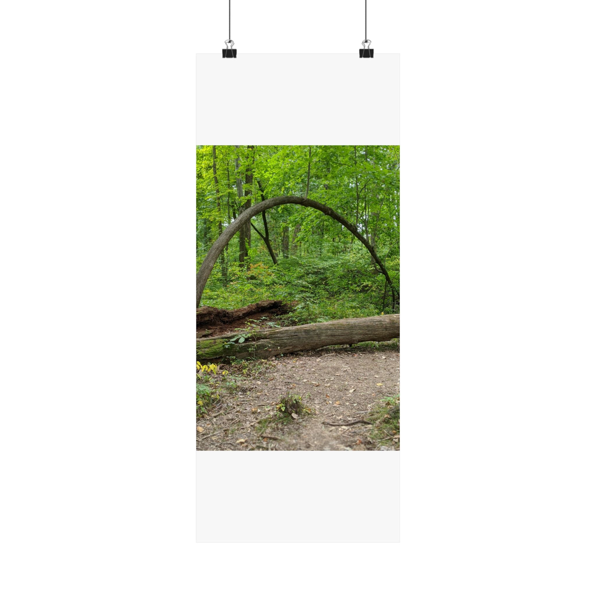 Forest Trail Matte Poster — Green Woodland Nature Photography