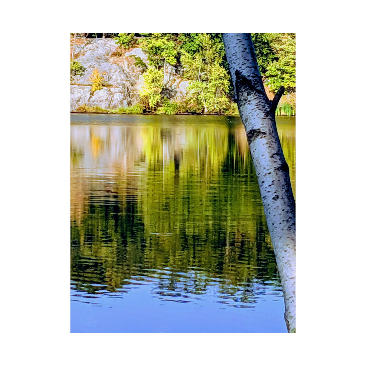 Birch Lake Reflection Matte Poster — Nature Photography Wall Art, Woodland Landscape Print, 46 Sizes