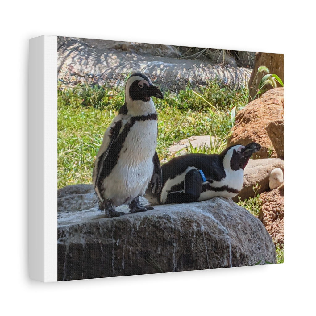 Penguin Pair Matte Canvas Print (Stretched 1.25")