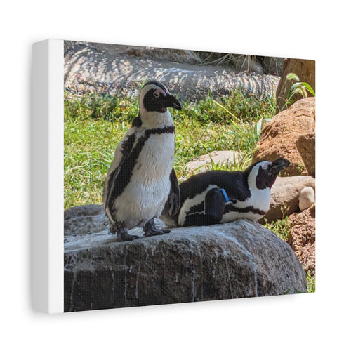 Penguin Pair Matte Canvas Print (Stretched 1.25")