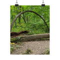 Forest Trail Matte Poster — Green Woodland Nature Photography Wall Art, Hiking Trail Print, 46 Sizes
