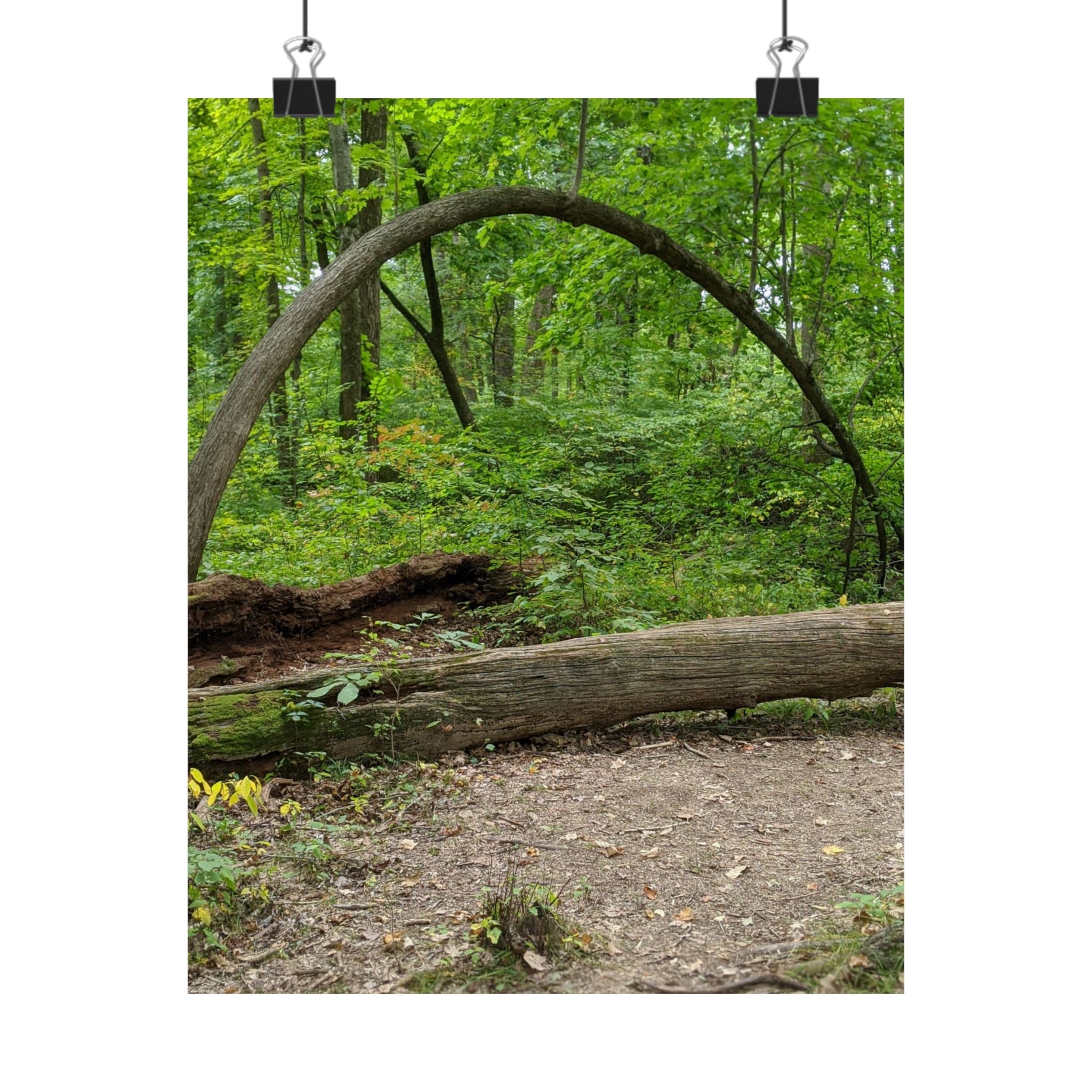 Forest Trail Matte Poster — Green Woodland Nature Photography