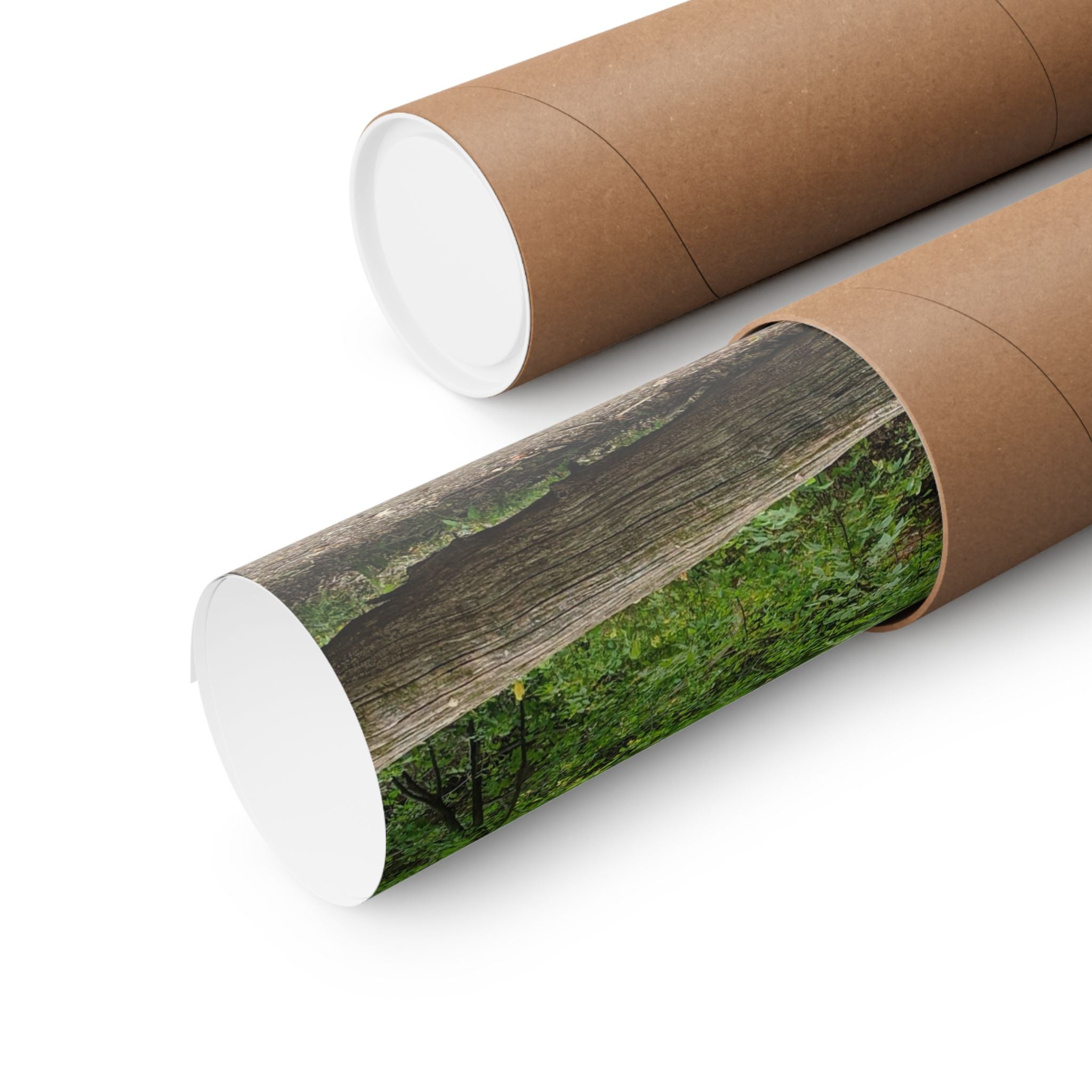Forest Trail Matte Poster — Green Woodland Nature Photography