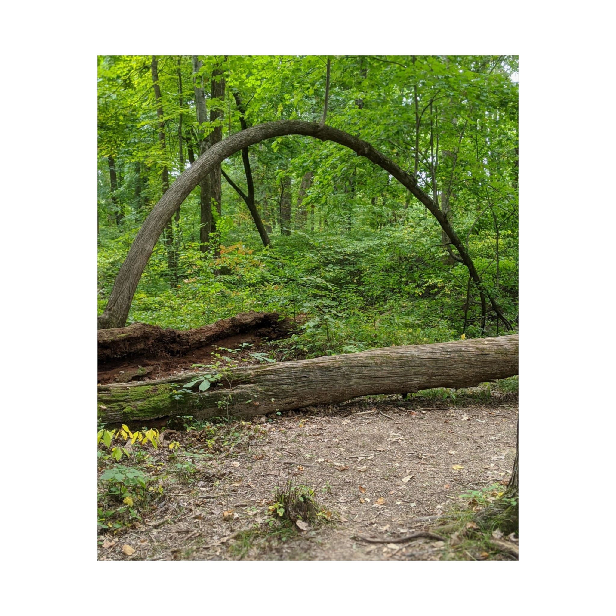 Forest Trail Matte Poster — Green Woodland Nature Photography