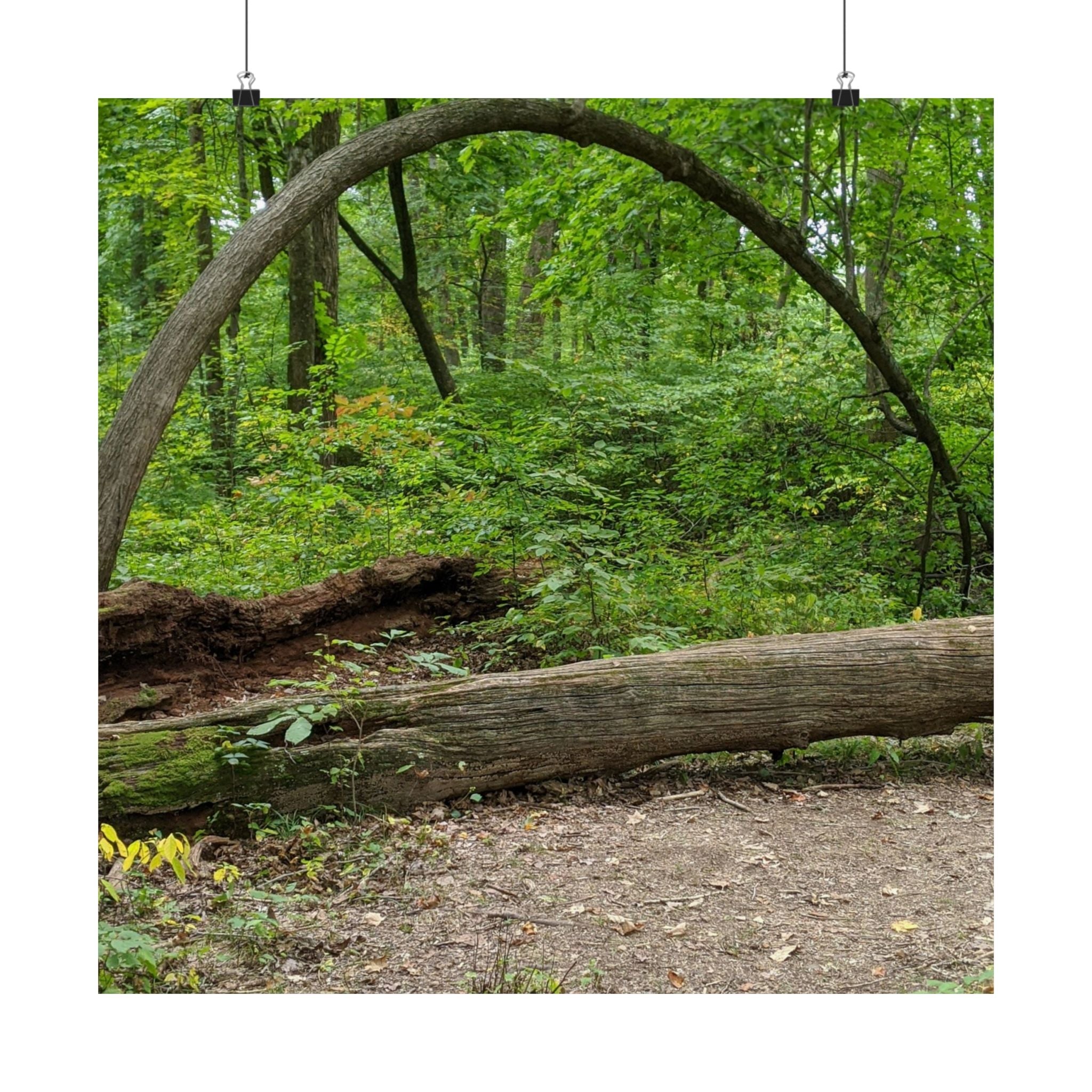 Forest Trail Matte Poster — Green Woodland Nature Photography