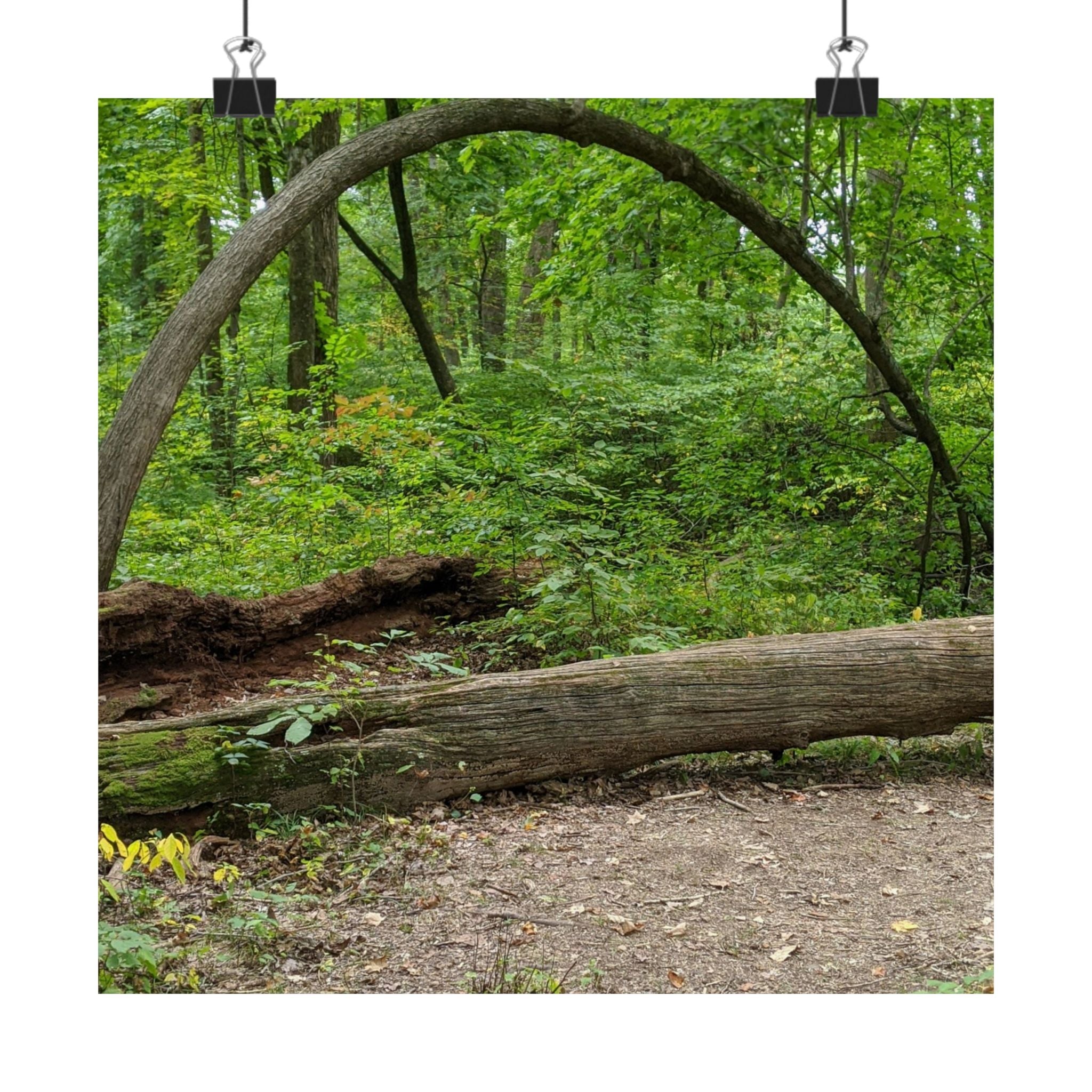 Forest Trail Matte Poster — Green Woodland Nature Photography