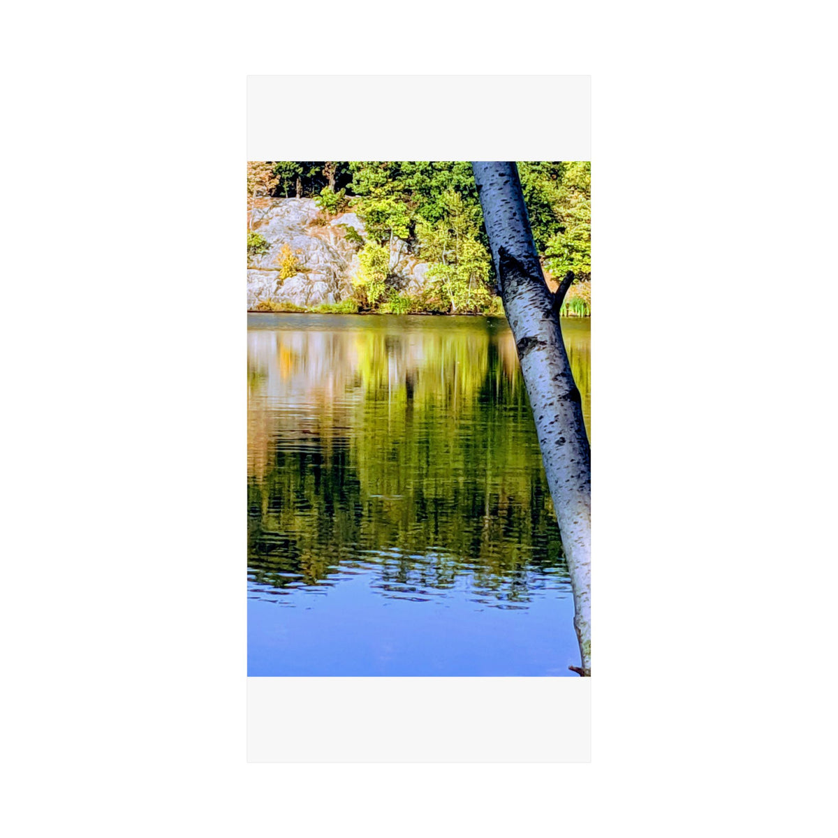 Birch Lake Reflection Matte Poster — Nature Photography Wall Art, Woodland Landscape Print, 46 Sizes